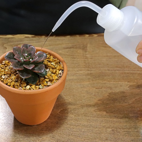 watering echeveria