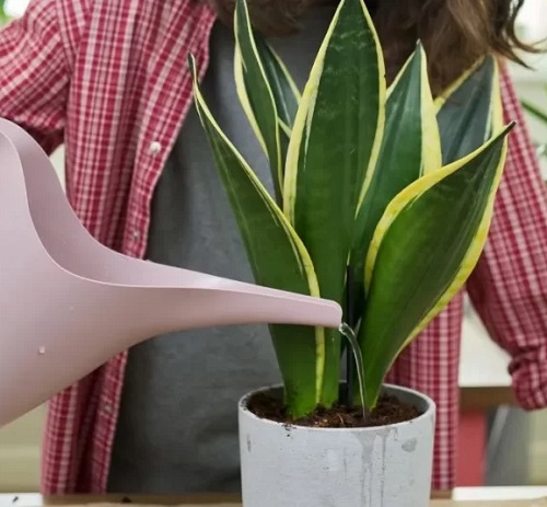 Snake Plant Grow in a Spiral or Circle Shape 6