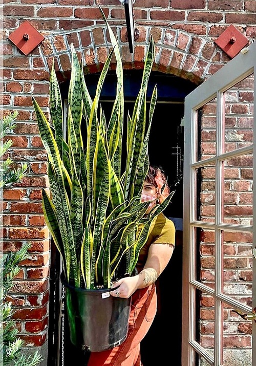 How To Get Your Snake Plant Grow Wild