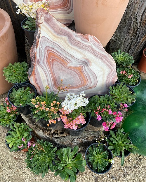 Succulents to Grow in a Vertical Garden 6