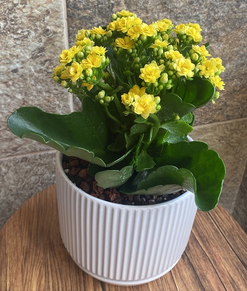 kalanchoe in bright place