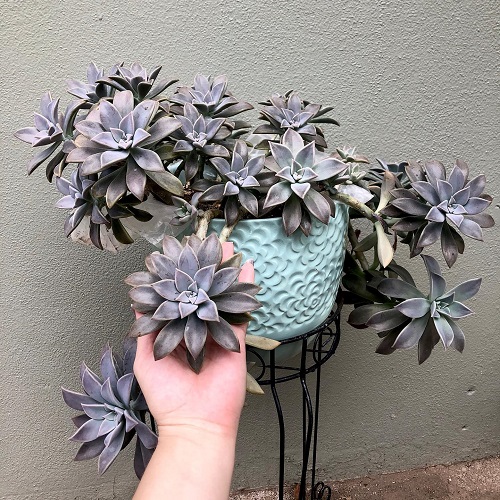 Ghost Plant 7