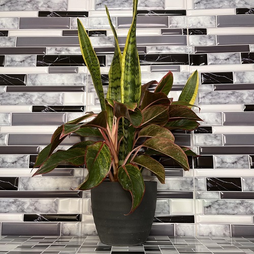 Best Companion Plants to Grow with Snake Plant 4