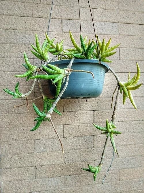 Grow a spilling snake plant