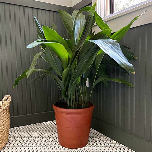 Best Companion Plants to Grow with Snake Plant