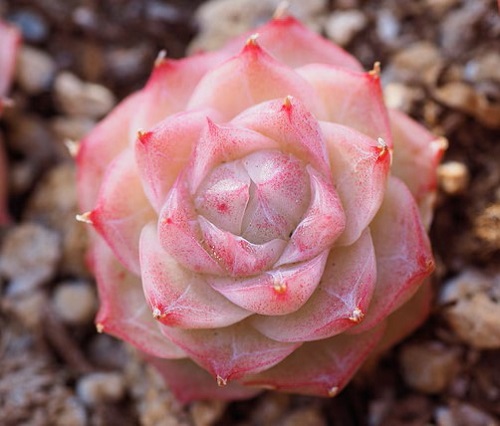 Echeveria 'Pandora'