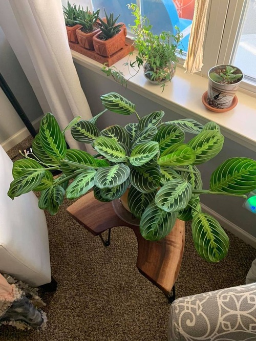 Prayer Plant