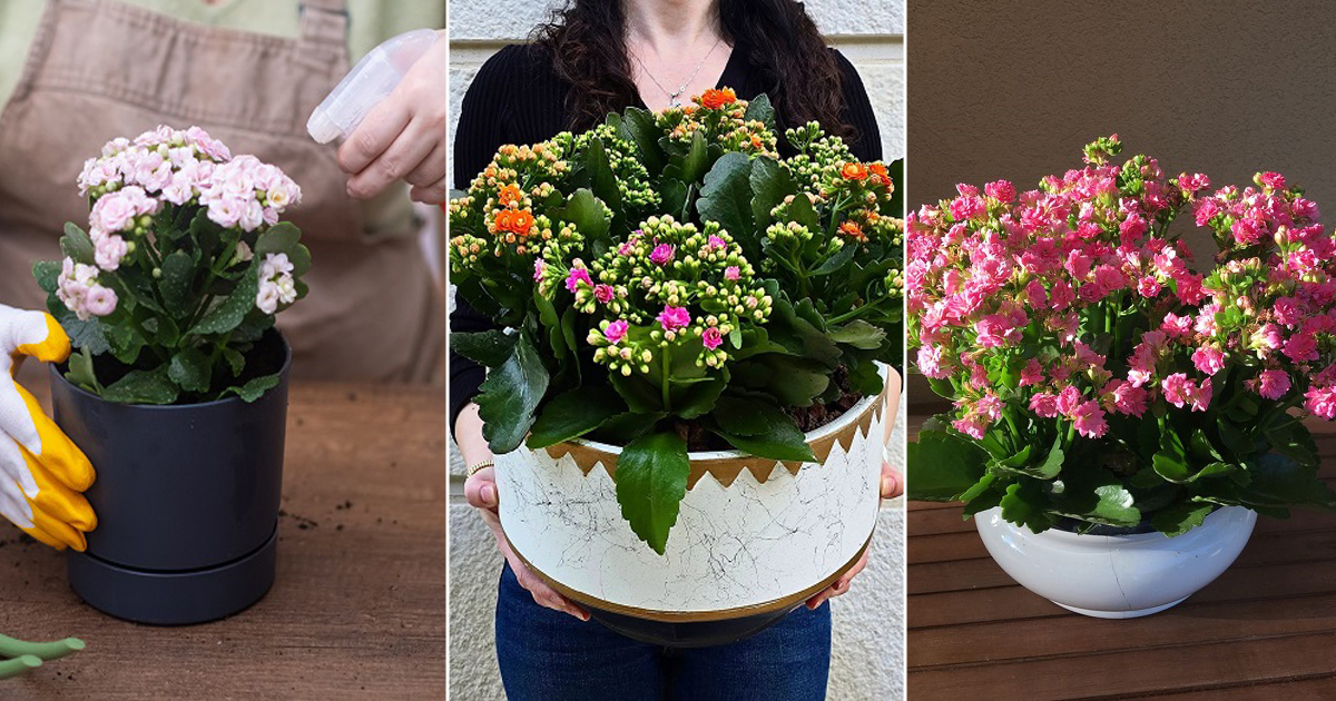 How to Force Your Kalanchoe to Bloom Again— Even in a Shady Room ...