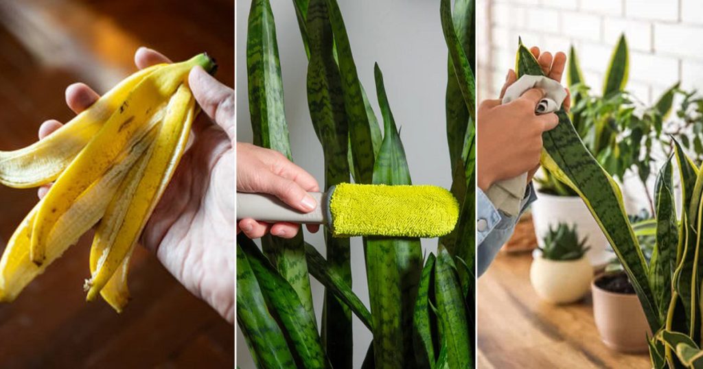 Clean Snake 9 Right Ways to Clean Snake Plant Leaves Without Damaging Them ...