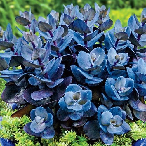 Succulents to Grow in a Vertical Garden 8