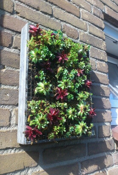 Succulents to Grow in a Vertical Garden
