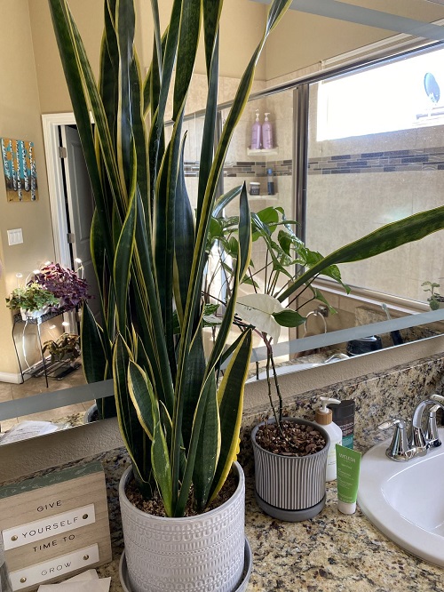 snake plant onsink counter