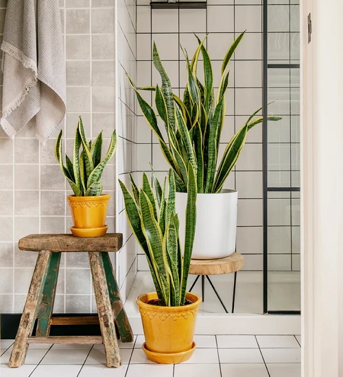 Best Spots to Keep a Snake Plant in The Bathroom