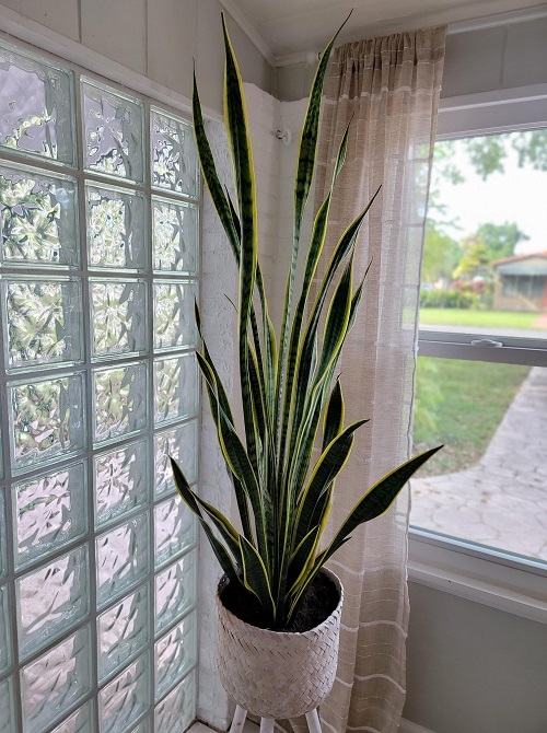 snake plant near window