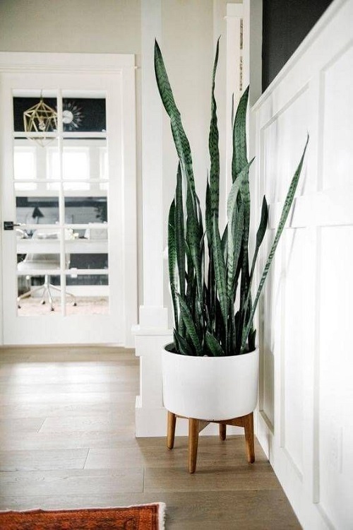 Snake Plant In Entrance Ideas 1