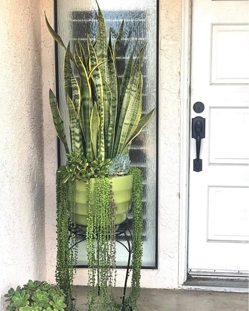 Snake Plant outdoor 4