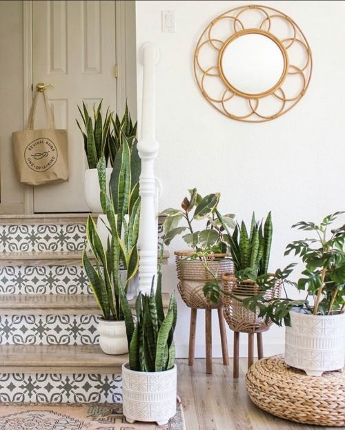 Snake Plant indoor