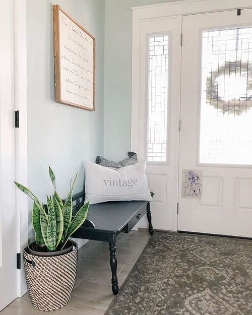 Snake Plant indoor 2
