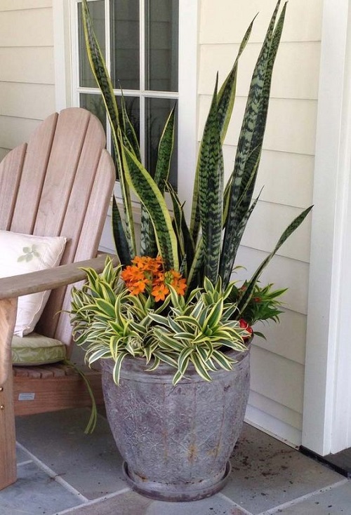 Snake Plant indoor 4