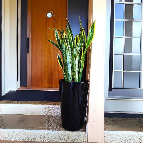 Snake Plant in garden 2