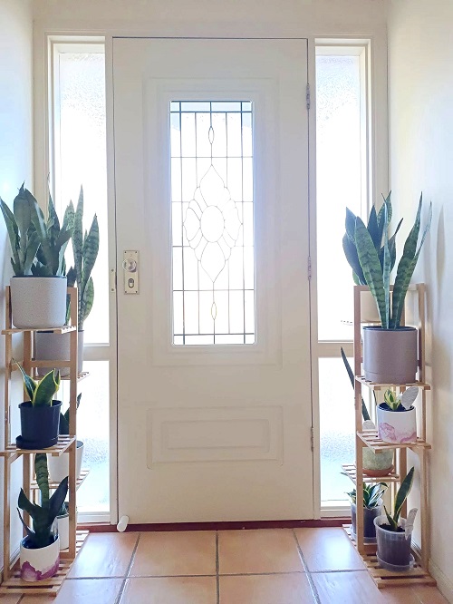 Snake Plant in garden 3