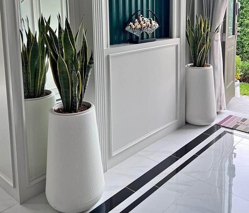 Snake Plant In Entrance Ideas 5