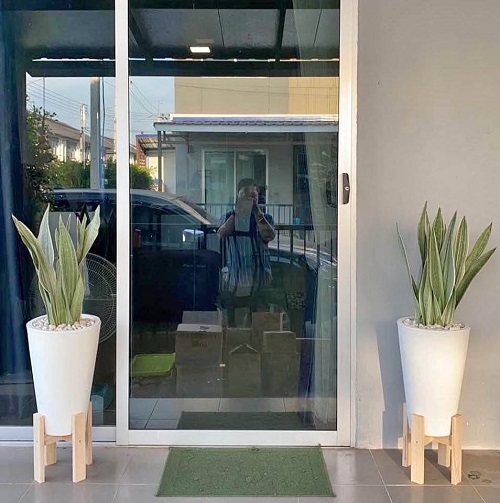 Snake Plant outdoor 2
