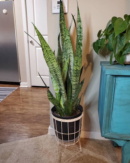 snake plant 