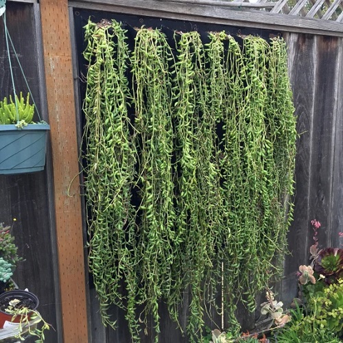 Succulents to Grow in a Vertical Garden 8