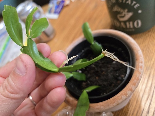 Grow A Christmas Cactus in Water 7