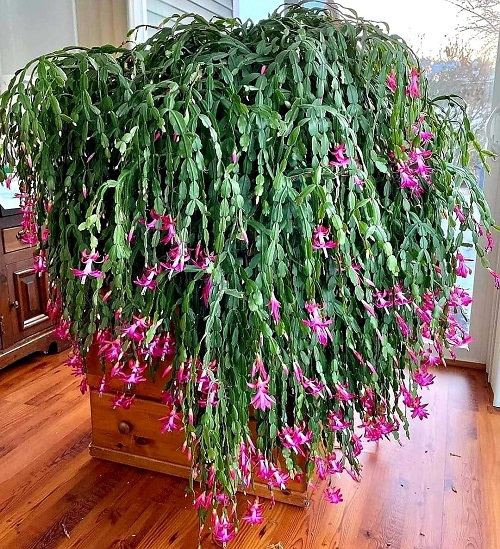 How to Make a Christmas Cactus Bushier and Lush