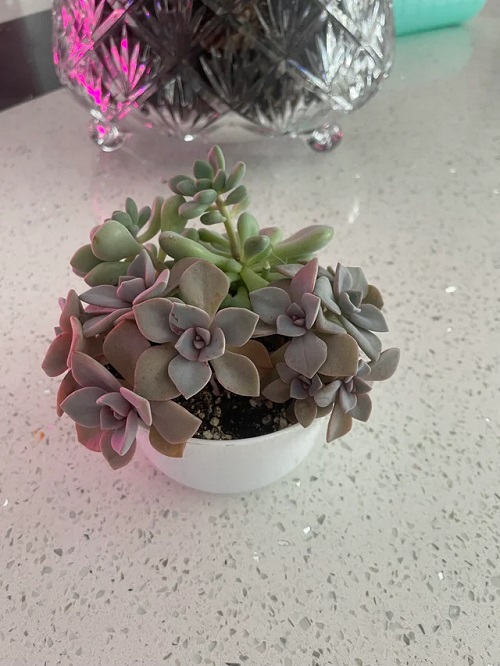 Ghost Plant 10