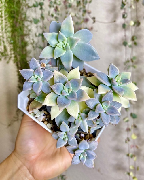 Ghost Plant 9