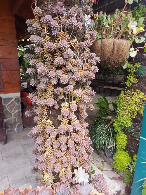 Succulents to Grow in a Vertical Garden 3