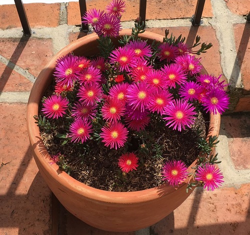 Ice Plant Succulent Care and Easy Growing Tips 2