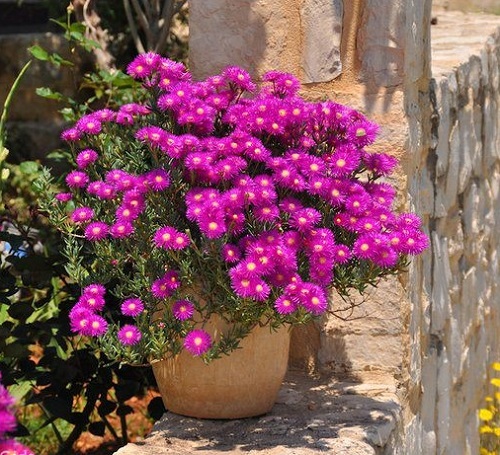 Ice Plant Succulent Care and Easy Growing Tips