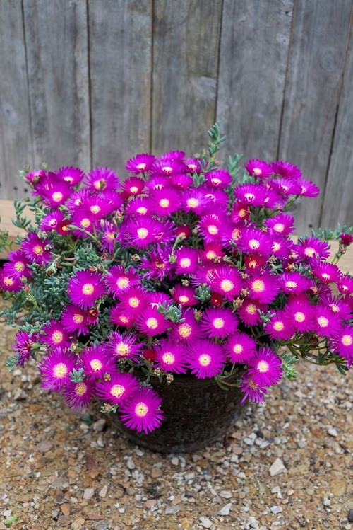 Ice Plant Succulent Care and Easy Growing Tips 3