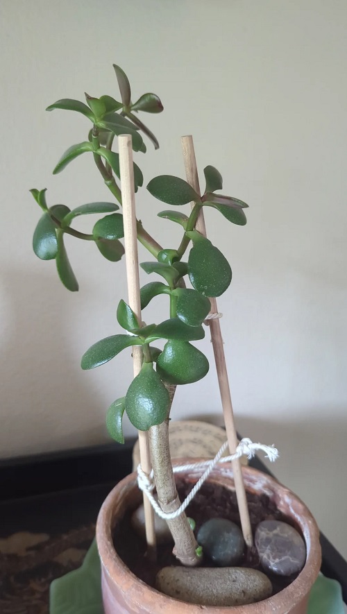 jade bonsai support