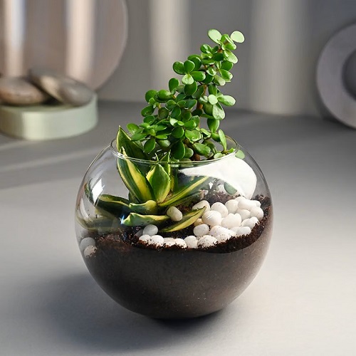 Best Companion Plants to Grow with Snake Plant 7