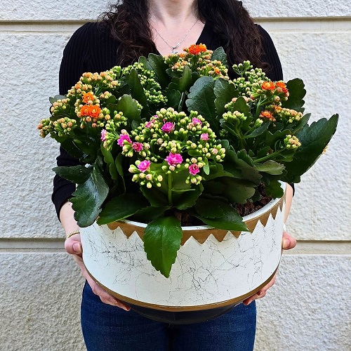 right care of kalanchoe