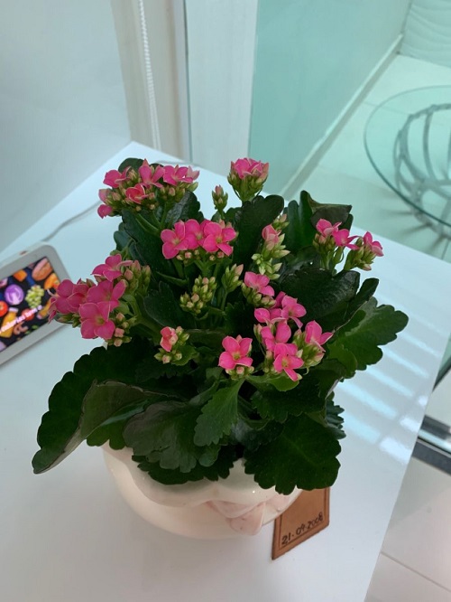 Beautiful kalanchoe Plant 1