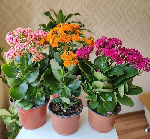 Beautiful kalanchoe Plant