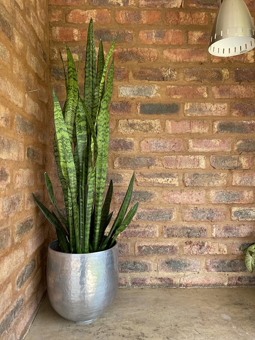 Snake Plant in garden