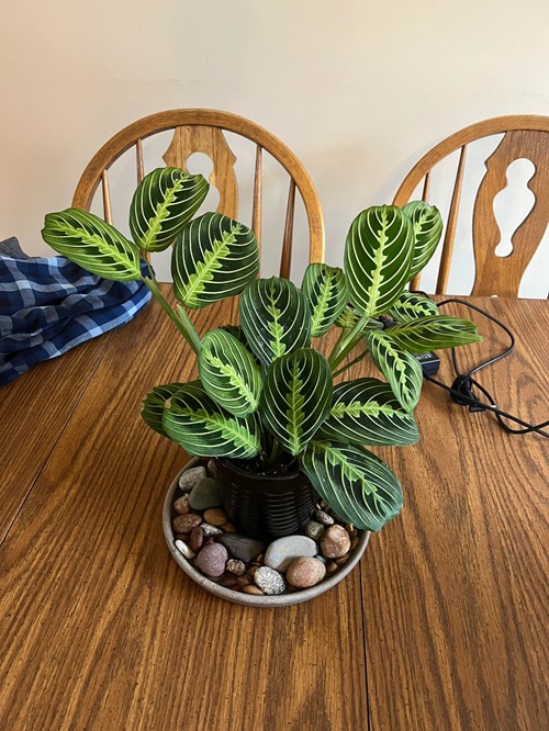 Prayer Plant 3