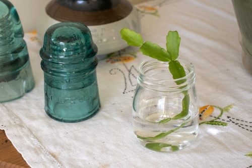 Grow A Christmas Cactus in Water 5