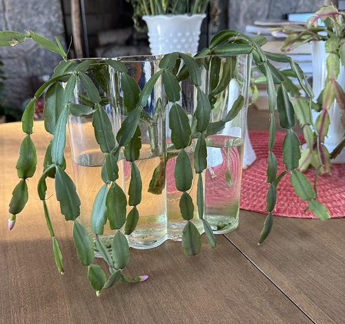 Grow A Christmas Cactus in Water