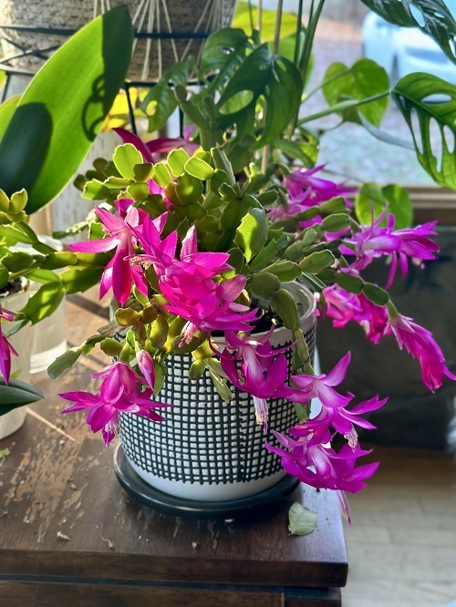 How to Make a Christmas Cactus Bushier and Lush 5