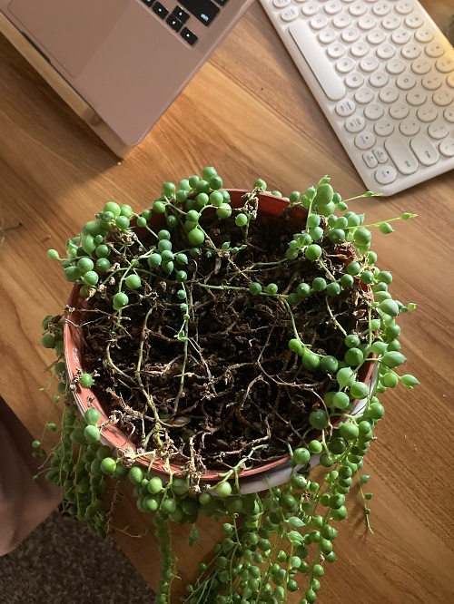 How to Fertilize String of Pearls Without Causing Root Rot 7