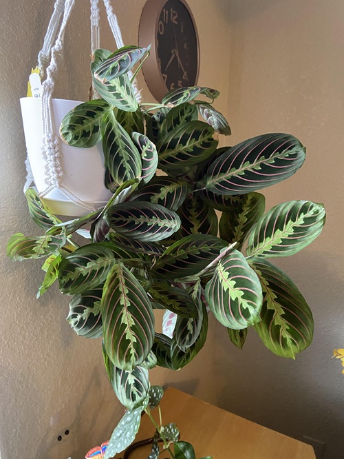 Prayer Plant 7