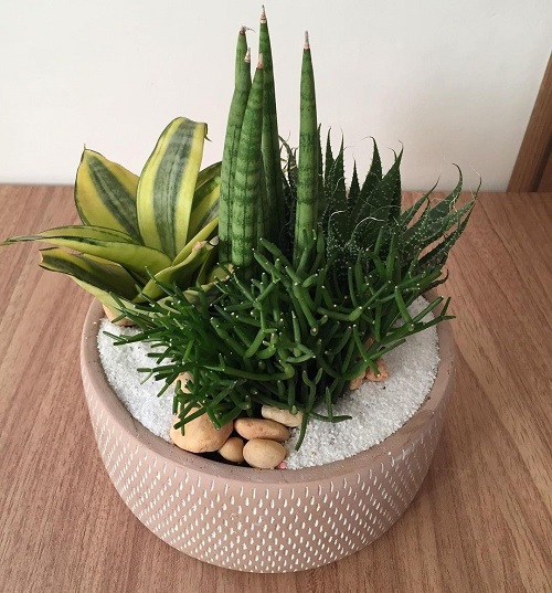 How to Make a Compact Succulent Fill the Whole Pot in Weeks